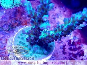 https://www.boutique-nosybe.com/6278-thickbox_default/acropora-sp-wysiwyg-30092022-2.jpg