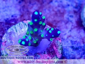 https://www.boutique-nosybe.com/6281-thickbox_default/acropora-sp-usa-wysiwyg-30092022-3.jpg