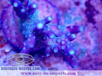 https://www.boutique-nosybe.com/6282-thickbox_default/acropora-sp-usa-wysiwyg-30092022-4.jpg