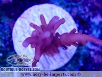 https://www.boutique-nosybe.com/6285-thickbox_default/acropora-carduus-wysiwyg-30092022-5.jpg