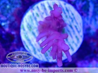 https://www.boutique-nosybe.com/6286-thickbox_default/acropora-carduus-wysiwyg-30092022-6.jpg