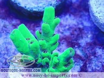 https://www.boutique-nosybe.com/6287-thickbox_default/acropora-sp-usa-wysiwyg-30092022-7.jpg