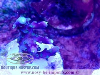https://www.boutique-nosybe.com/6290-thickbox_default/acropora-sp-usa-wysiwyg-30092022-10.jpg