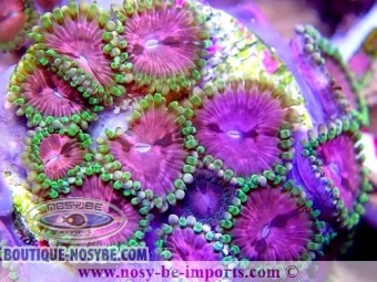 https://www.boutique-nosybe.com/6292-thickbox_default/zoanthus-sp-usa-wysiwyg-30092022-12.jpg