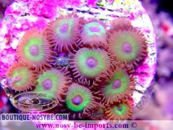https://www.boutique-nosybe.com/6293-thickbox_default/zoanthus-sp-usa-wysiwyg-30092022-13.jpg