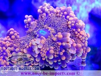 https://www.boutique-nosybe.com/6326-thickbox_default/ricordea-yuma-wysiwyg-16112022-2.jpg