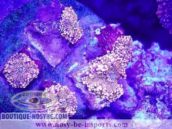 https://www.boutique-nosybe.com/6328-thickbox_default/ricordea-yuma-wysiwyg-16112022-4.jpg
