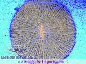 https://www.boutique-nosybe.com/6329-thickbox_default/cycloseris-sp-wysiwyg-16112022-5.jpg