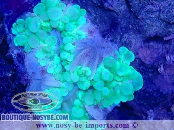 https://www.boutique-nosybe.com/6330-thickbox_default/plerogyra-sinuosa-wysiwyg-16112022-6.jpg