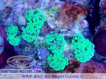 https://www.boutique-nosybe.com/6333-thickbox_default/euphyllia-paraancora-wysiwyg-16112022-9.jpg