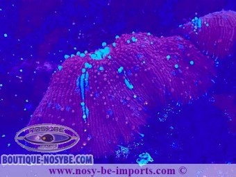https://www.boutique-nosybe.com/6338-thickbox_default/discosoma-sp-wysiwyg-16112022-11.jpg