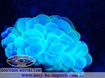 https://www.boutique-nosybe.com/6341-thickbox_default/plerogyra-sinuosa-wysiwyg-16112022-13.jpg