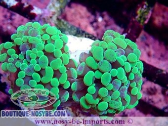https://www.boutique-nosybe.com/6343-thickbox_default/euphyllia-paraancora-wysiwyg-16112022-15.jpg