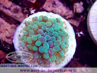 https://www.boutique-nosybe.com/6345-thickbox_default/euphyllia-paraancora-wysiwyg-16112022-17.jpg