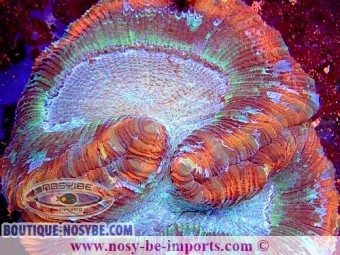 https://www.boutique-nosybe.com/6346-thickbox_default/trachyphyllia-sp-wysiwyg-16112022-18.jpg