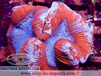 https://www.boutique-nosybe.com/6347-thickbox_default/trachyphyllia-sp-wysiwyg-16112022-19.jpg