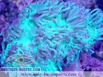 https://www.boutique-nosybe.com/6349-thickbox_default/catalaphyllia-sp-wysiwyg-16112022-21.jpg