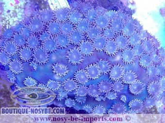 https://www.boutique-nosybe.com/6350-thickbox_default/turbinaria-peltata-wysiwyg-16112022-22.jpg