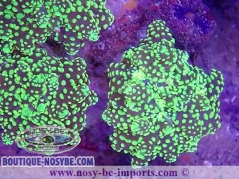 https://www.boutique-nosybe.com/6351-thickbox_default/euphyllia-parayaeyamaensis-wysiwyg-16112022-23.jpg