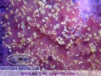 https://www.boutique-nosybe.com/6353-thickbox_default/euphyllia-divisa-wysiwyg-16112022-25.jpg
