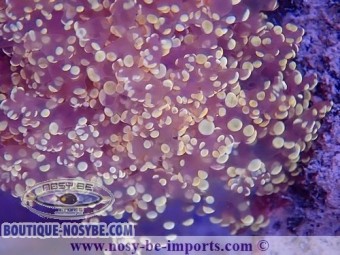 https://www.boutique-nosybe.com/6354-thickbox_default/euphyllia-divisa-wysiwyg-16112022-26.jpg
