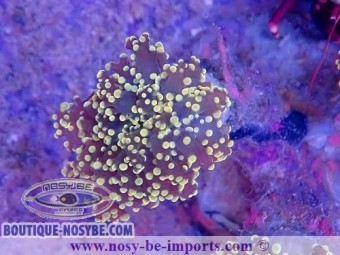 https://www.boutique-nosybe.com/6355-thickbox_default/euphyllia-parayaeyamaensis-wysiwyg-16112022-27.jpg