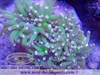 https://www.boutique-nosybe.com/6358-thickbox_default/euphyllia-glabrescens-wysiwyg-16112022-30.jpg