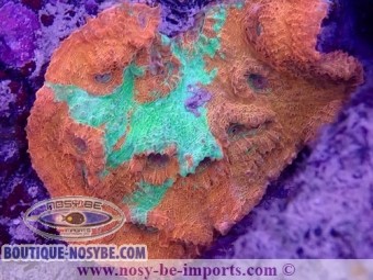 https://www.boutique-nosybe.com/6359-thickbox_default/echinophyllia-sp-wysiwyg-16112022-31.jpg