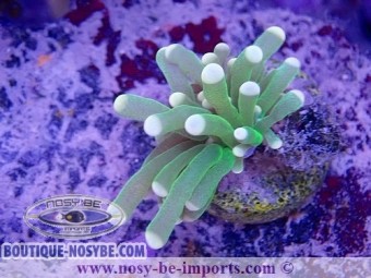 https://www.boutique-nosybe.com/6360-thickbox_default/euphyllia-glabrescens-wysiwyg-16112022-32.jpg