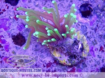 https://www.boutique-nosybe.com/6361-thickbox_default/euphyllia-glabrescens-wysiwyg-16112022-33.jpg