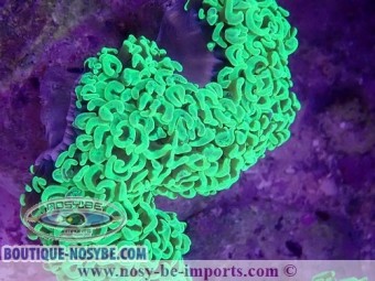 https://www.boutique-nosybe.com/6362-thickbox_default/euphyllia-ancora-wysiwyg-16112022-34.jpg