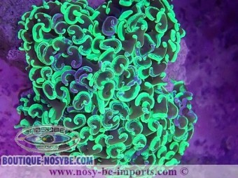 https://www.boutique-nosybe.com/6363-thickbox_default/euphyllia-ancora-wysiwyg-16112022-35.jpg