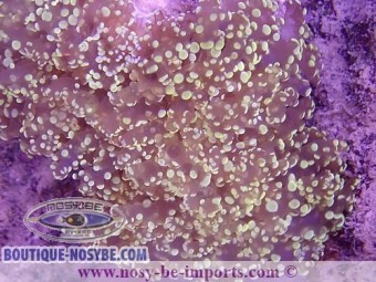https://www.boutique-nosybe.com/6365-thickbox_default/euphyllia-divisa-wysiwyg-16102021-37.jpg