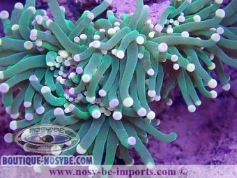 https://www.boutique-nosybe.com/6366-thickbox_default/euphyllia-glabrescens-wysiwyg-16112022-38.jpg