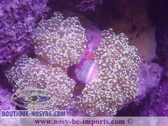 https://www.boutique-nosybe.com/6367-thickbox_default/euphyllia-parayaeyamaensis-wysiwyg-16112022-39.jpg