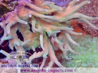 https://www.boutique-nosybe.com/6374-thickbox_default/acropora-suharsonoi-wysiwyg-16112022-44.jpg