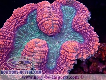 https://www.boutique-nosybe.com/6378-thickbox_default/lobophyllia-hemprichii-wysiwyg-16112022-46.jpg