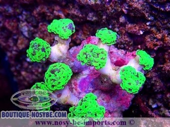 https://www.boutique-nosybe.com/6379-thickbox_default/euphyllia-paraancora-wysiwyg-16112022-48.jpg