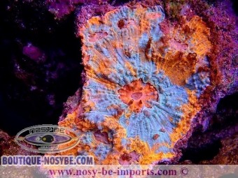 https://www.boutique-nosybe.com/6387-thickbox_default/echniphyllia-sp-wysiwyg-16112022-53.jpg