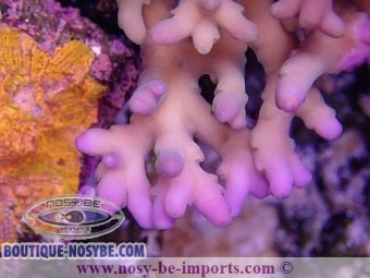 https://www.boutique-nosybe.com/6389-thickbox_default/acropora-jacquelinae-wysiwyg-16112022-55.jpg