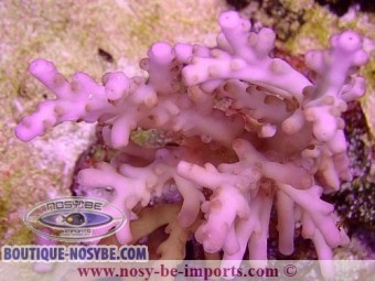 https://www.boutique-nosybe.com/6390-thickbox_default/acropora-sp-wysiwyg-16112022-56.jpg