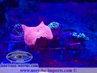 https://www.boutique-nosybe.com/6391-thickbox_default/discosoma-sp-wysiwyg-16112022-57.jpg