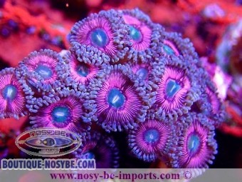 https://www.boutique-nosybe.com/6407-thickbox_default/zoanthus-sp-wysiwyg-15122022-2.jpg