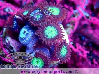 https://www.boutique-nosybe.com/6408-thickbox_default/zoanthus-sp-wysiwyg-15122022-3.jpg