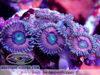 https://www.boutique-nosybe.com/6409-thickbox_default/zoanthus-sp-wysiwyg-15122022-4.jpg