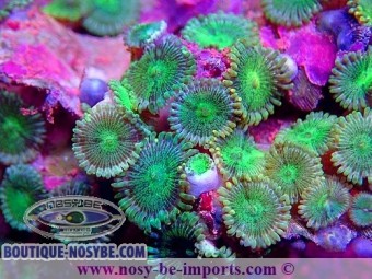 https://www.boutique-nosybe.com/6412-thickbox_default/zoanthus-sp-wysiwyg-15122022-6.jpg