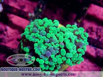 https://www.boutique-nosybe.com/6413-thickbox_default/euphyllia-cristata-wysiwyg-15122022-7.jpg