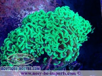 https://www.boutique-nosybe.com/6418-thickbox_default/euphyllia-ancora-wysiwyg-15122022-10.jpg