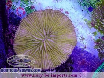 https://www.boutique-nosybe.com/6420-thickbox_default/cycloseris-sp-wysiwyg-15122022-12.jpg