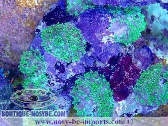 https://www.boutique-nosybe.com/6421-thickbox_default/rhodactis-sp-wysiwyg-15122022-13.jpg